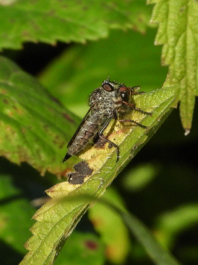 Is er iets aan de hand met deze roofvlieg?